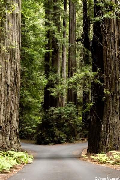 Road Trip Adventures: Discovering the California Redwoods