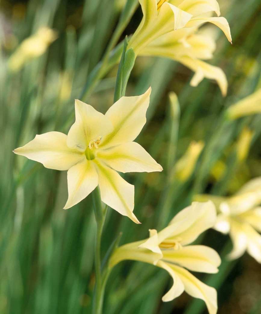 Gladiolus tristis has pale yellow flowers