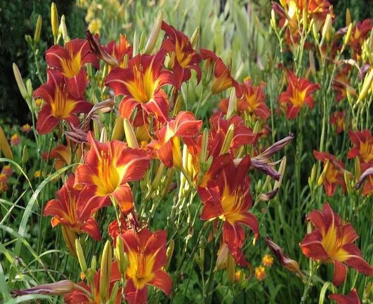 Fertilizing Daylilies: Essential Tips for Vibrant Summer Blooms