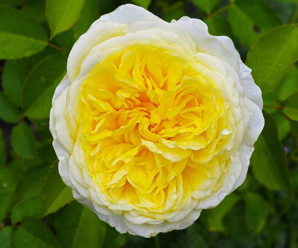 Rosa 'The Pilgrim' flowering in sunny border