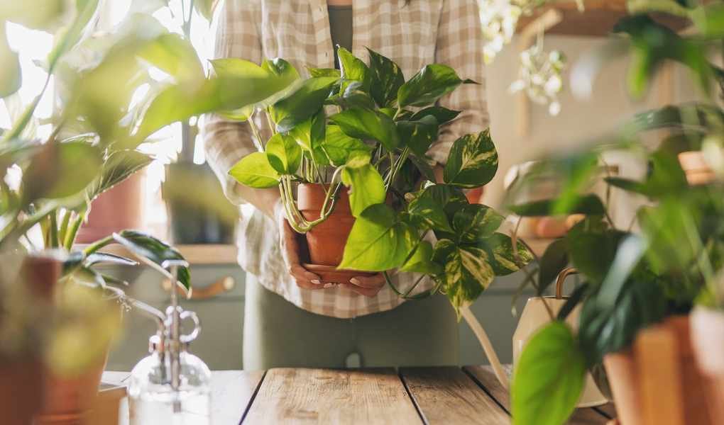 Discover Your Zodiac Houseplant: 12 Perfect Plants for Every Sign