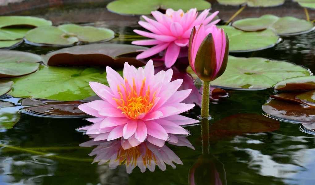 Discover Unique Tiny Pond Ideas for Small Gardens to Create Your Oasis