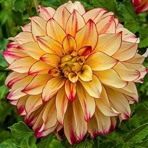Easy to Grow Dahlia Lady Darlene 3 Clumps of Tubers - Large Yellow & Pink Flowers Blooms in Summer to Fall Sun, Plant in Spring