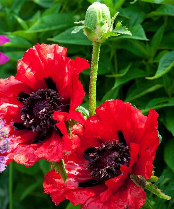 red blooms of Papaver orientale 'Beauty of Livermere'