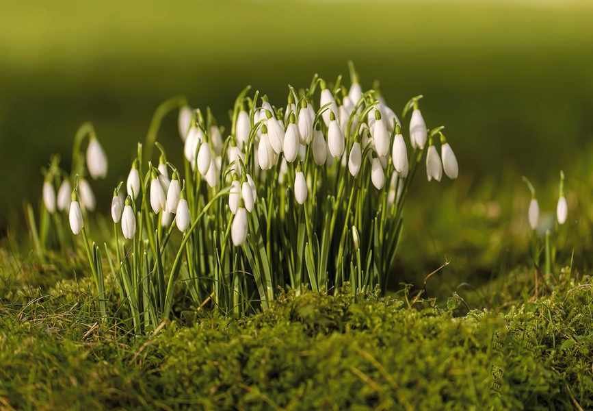 Don't Delay: Now's the Time to Plant Winter-Flowering Snowdrop Bulbs