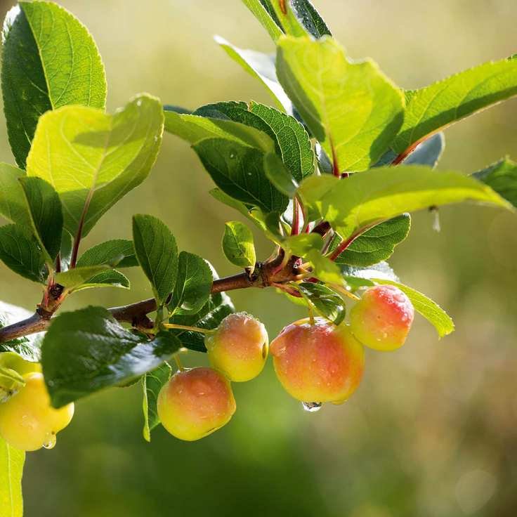 crab apple branch with ripening fruit on the tree in early autumn