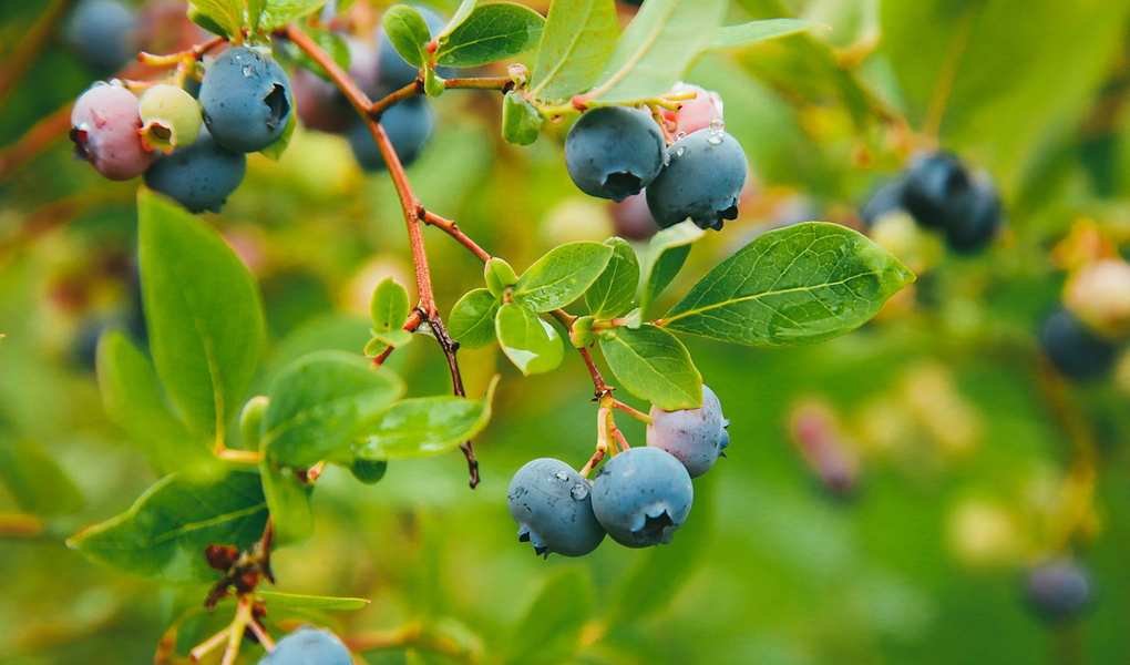 Tips for Encouraging Your Blueberry Bush to Produce Fruit