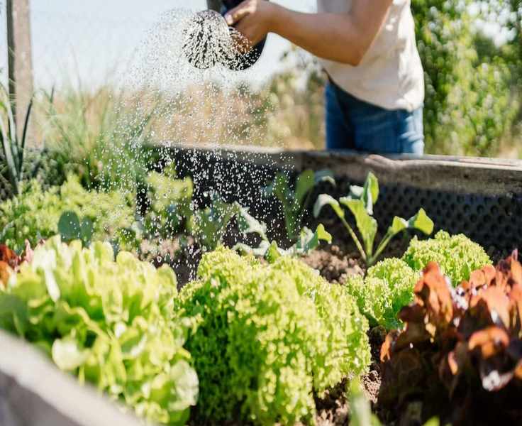 Investing in Raised Beds This March for a Thriving Garden Season