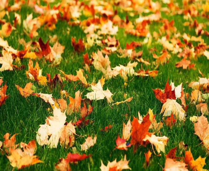 Essential Fall Lawn Care: 10 Key Steps for a Thriving Yard