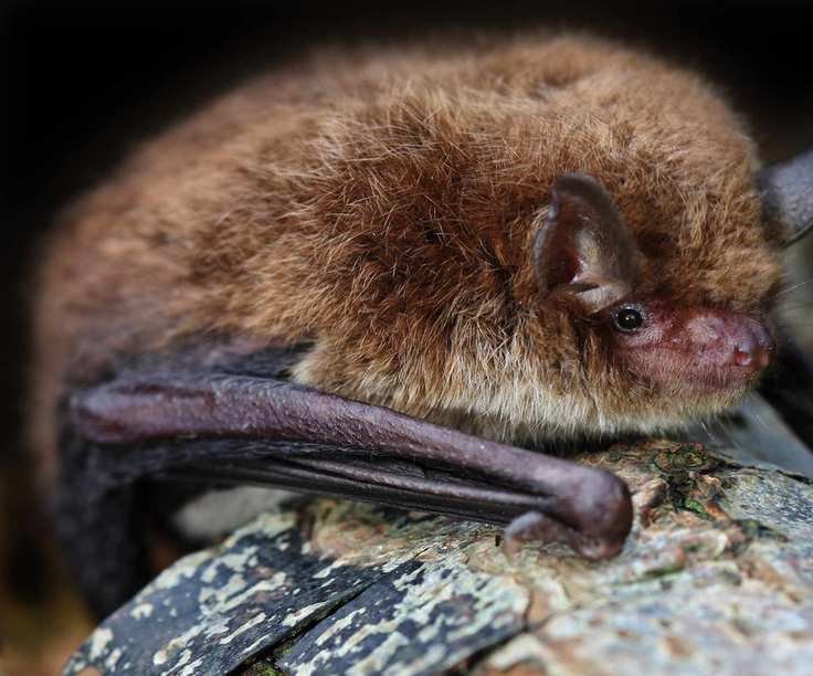 Small bat