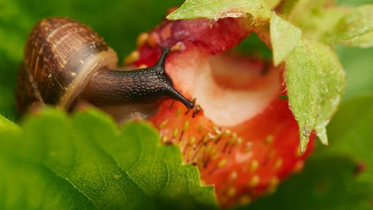 Spotting Strawberry Pests: Essential Tips for Protecting Your Plants