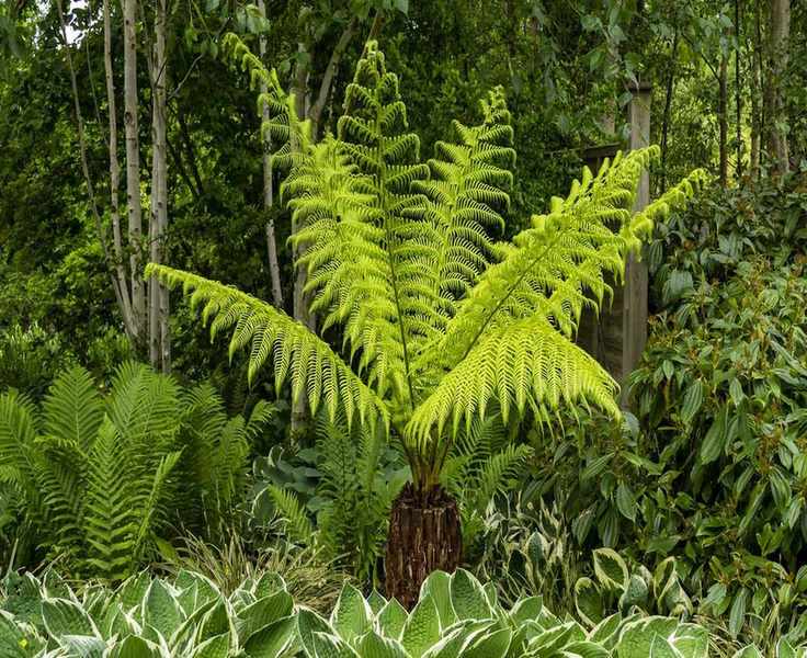 Winterizing Tree Ferns: Essential Tips to Shield These Tropical Beauties