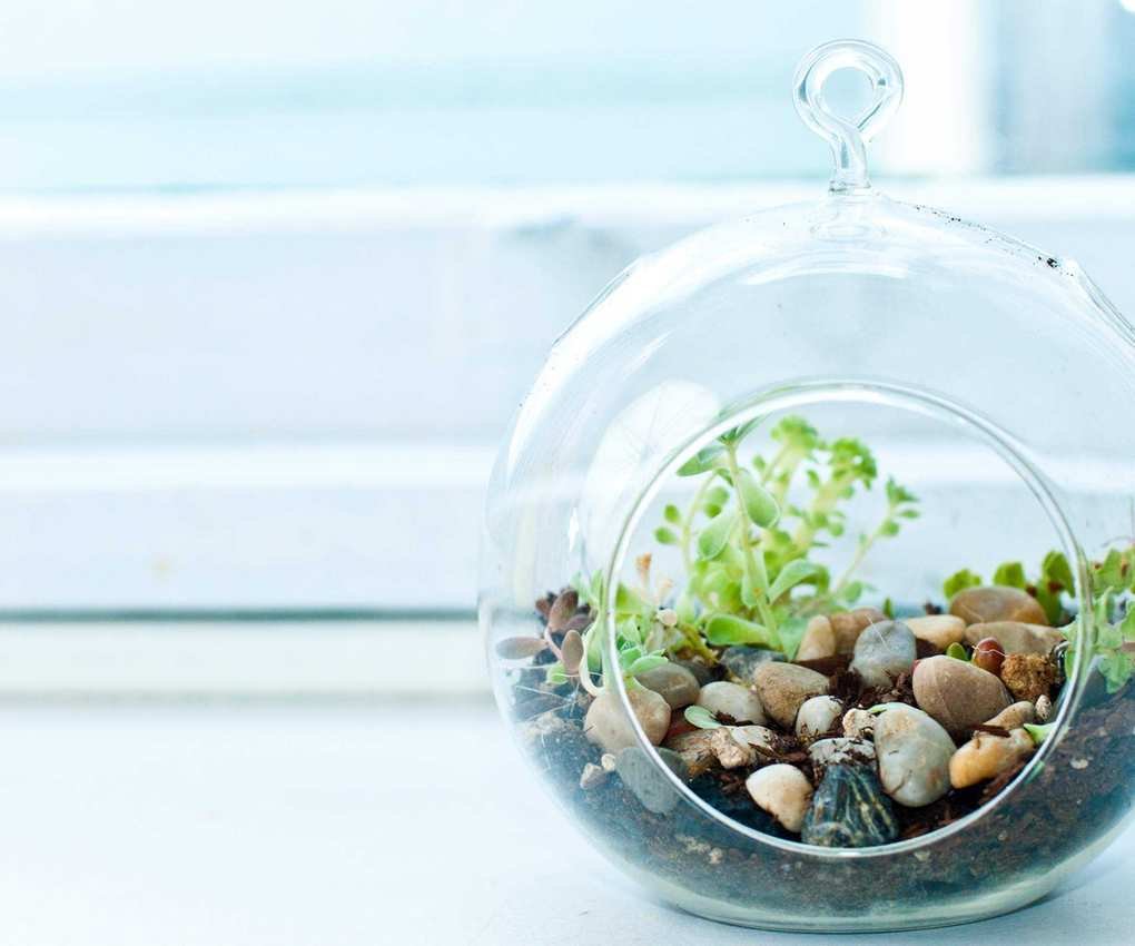 terrarium on bright windowsill
