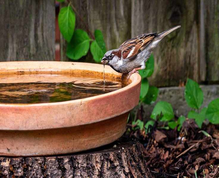 How to make a bird bath – inspiring DIY ideas for welcoming birds into your yard