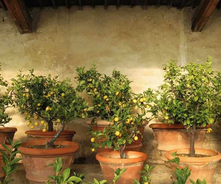 A collection of lemon trees in terracotta pots