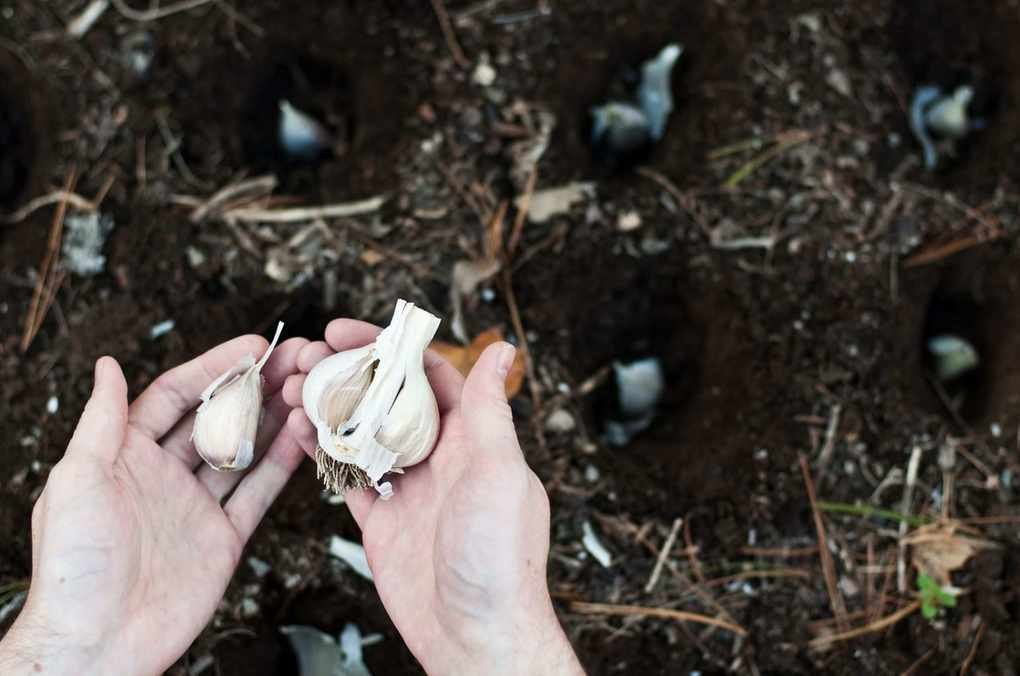 Harvest Garlic Like a Pro: Tips for Cooking and Long-Term Storage