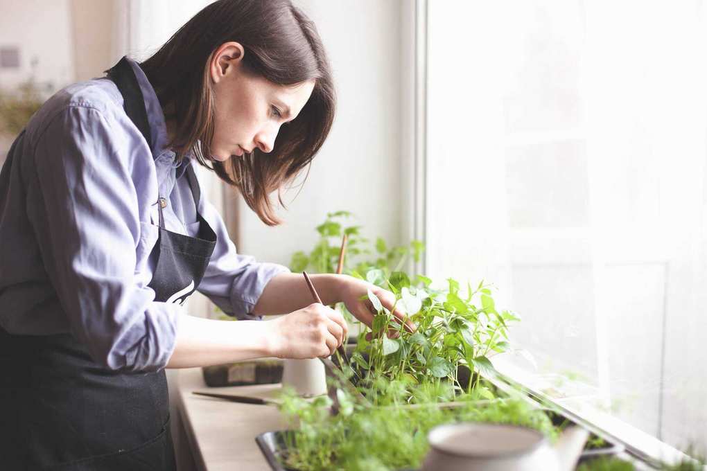 Cultivating Your Own Herbs: A Flavorful Way to Save Money