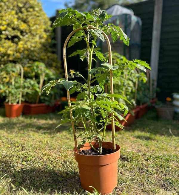 Tomato string method in pot