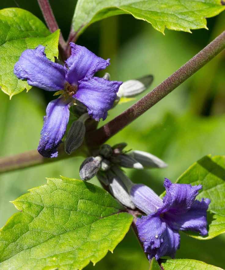 purple flower of herbaceous clematis - Clematis tubulosa 'Cassandra'