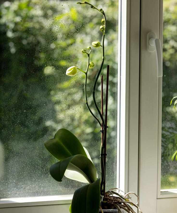 Moth orchid not blooming