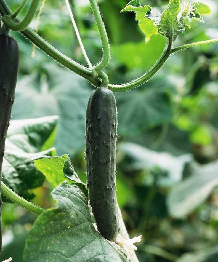 cucumber growing