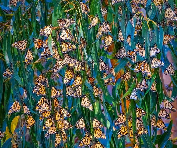 Monarch butterflies resting on green foliage