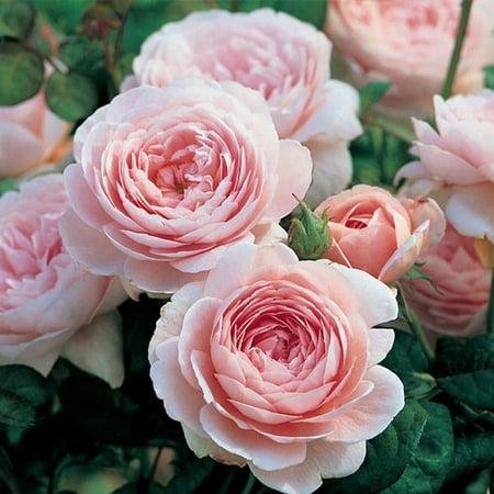 Heirloom Roses Pink Rose Bush - the Queen of Sweden David Austin Plant