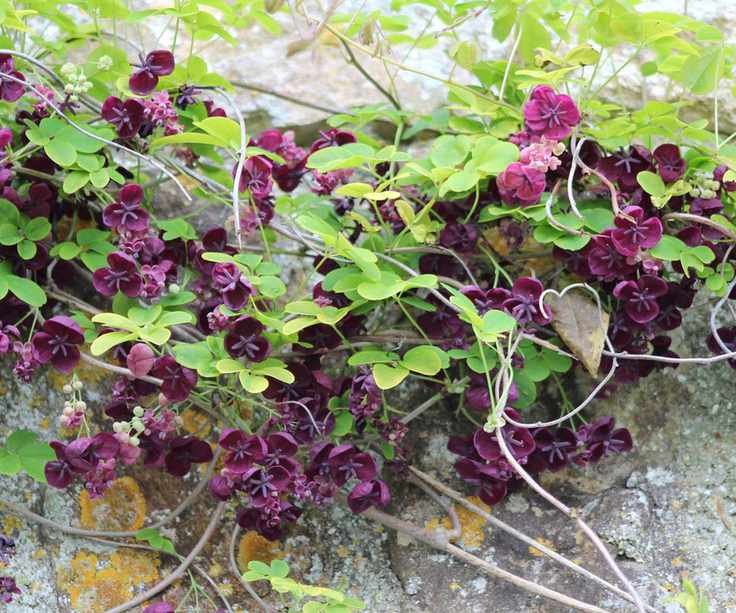 chocolate vine on wall