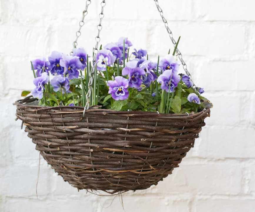 Violas in hanging basket
