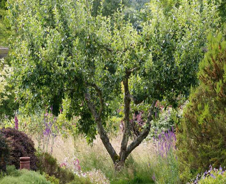 Your Complete Guide to Planting Fruit Trees for a Thriving Orchard