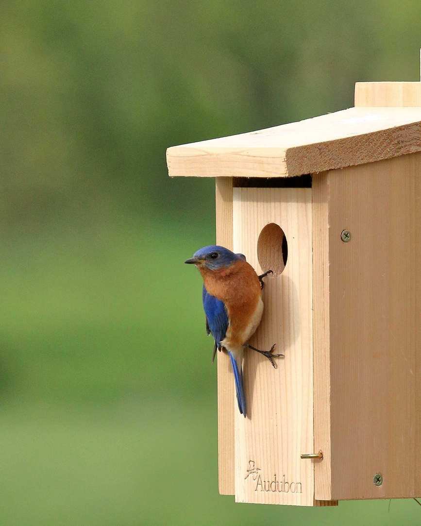 bird house with bird