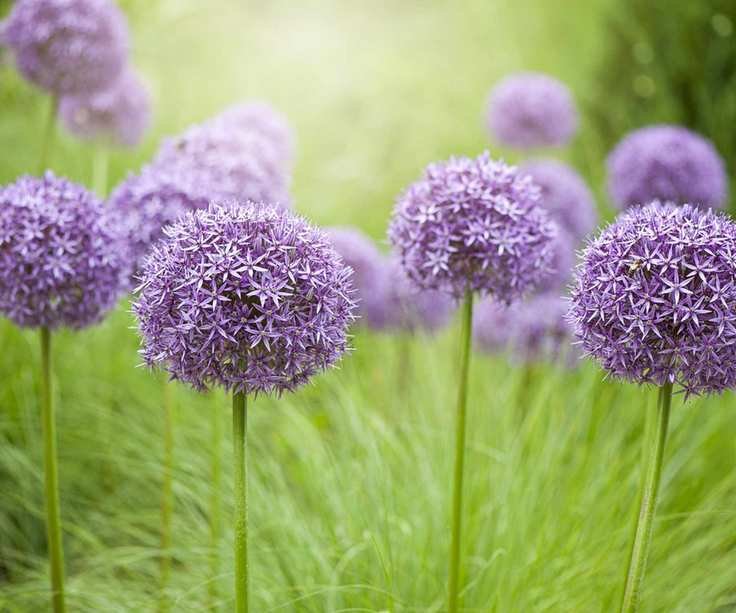 Purple flowering allium blooms