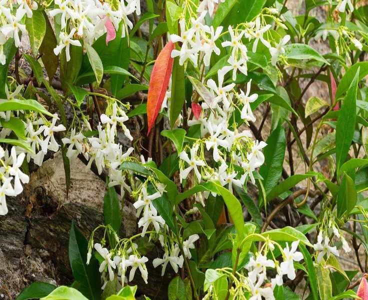 Understanding Why Your Star Jasmine Leaves Are Turning Red