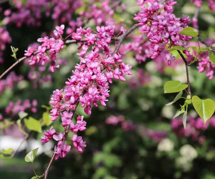 pink redbud blossom