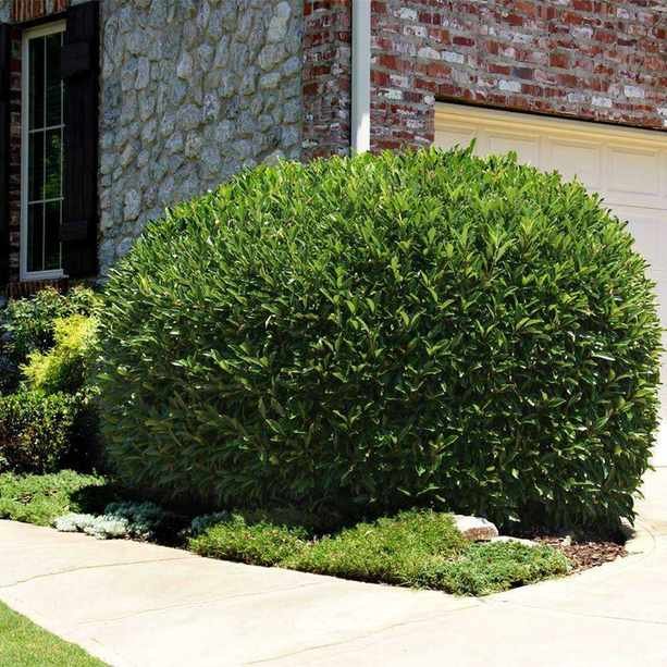 Skip Laurel Shrub