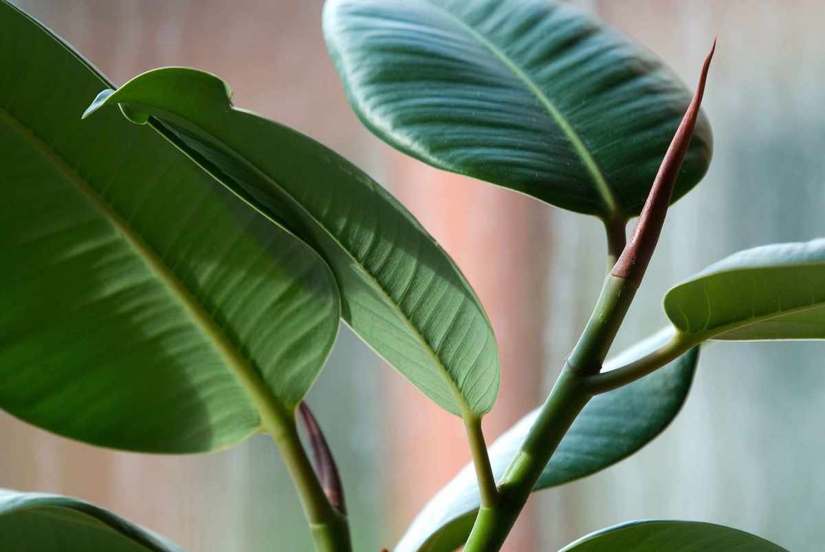Top 10 Low Maintenance Indoor Plants That Thrive on Neglect