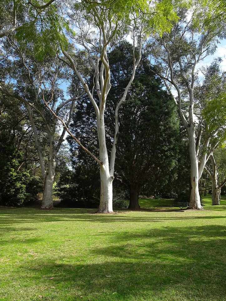 Australian Ghost Gums