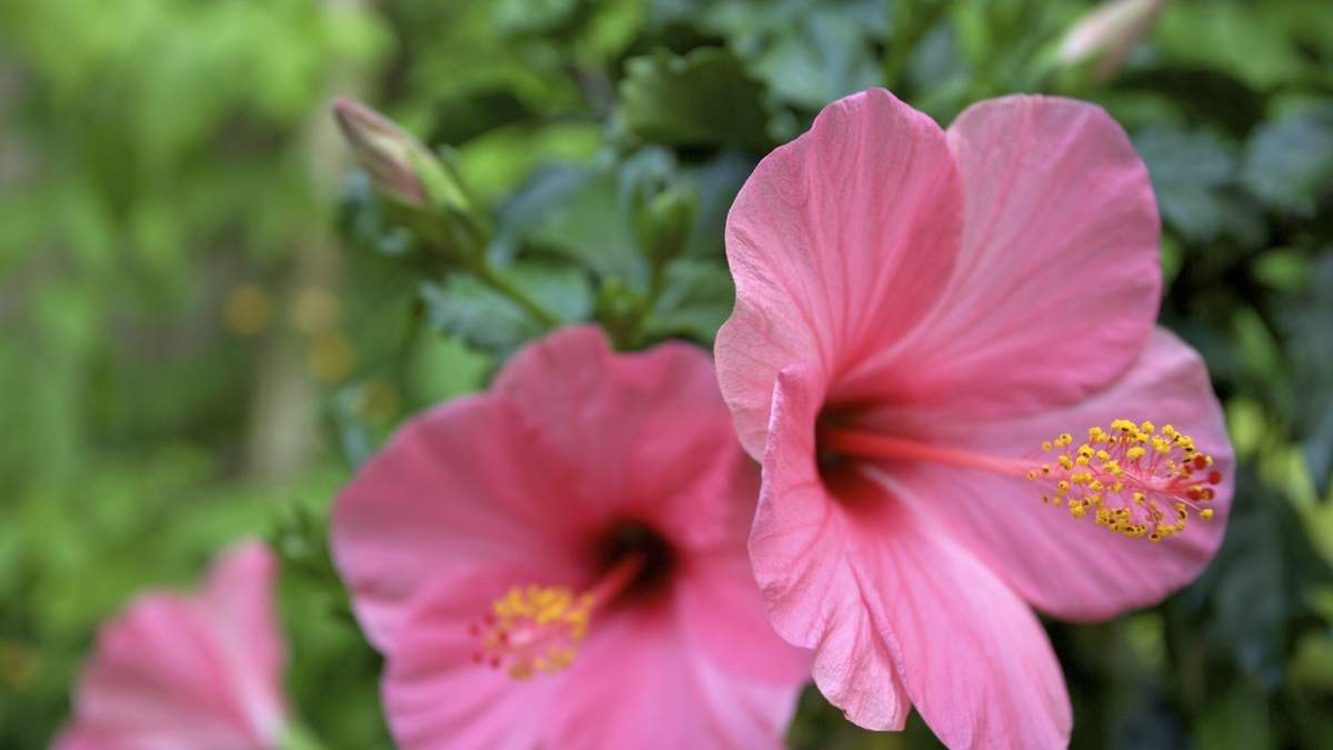 Growing Hibiscus: Tropical Blooms for Your Backyard Oasis