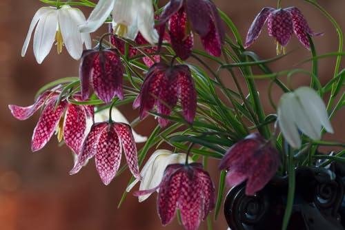 Snake's Head Fritillary in white and purple