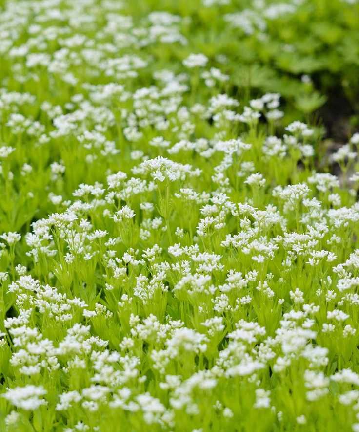 White flowers of Galium odoratum, also known as sweet woodruff