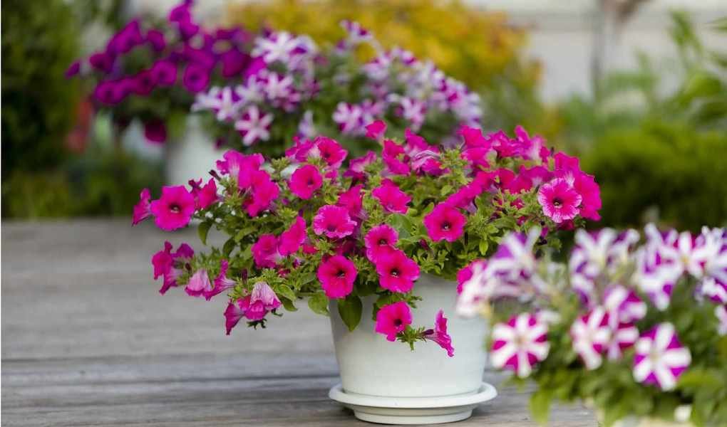 Growing Petunias in Pots: Tips for a Stunning Container Garden