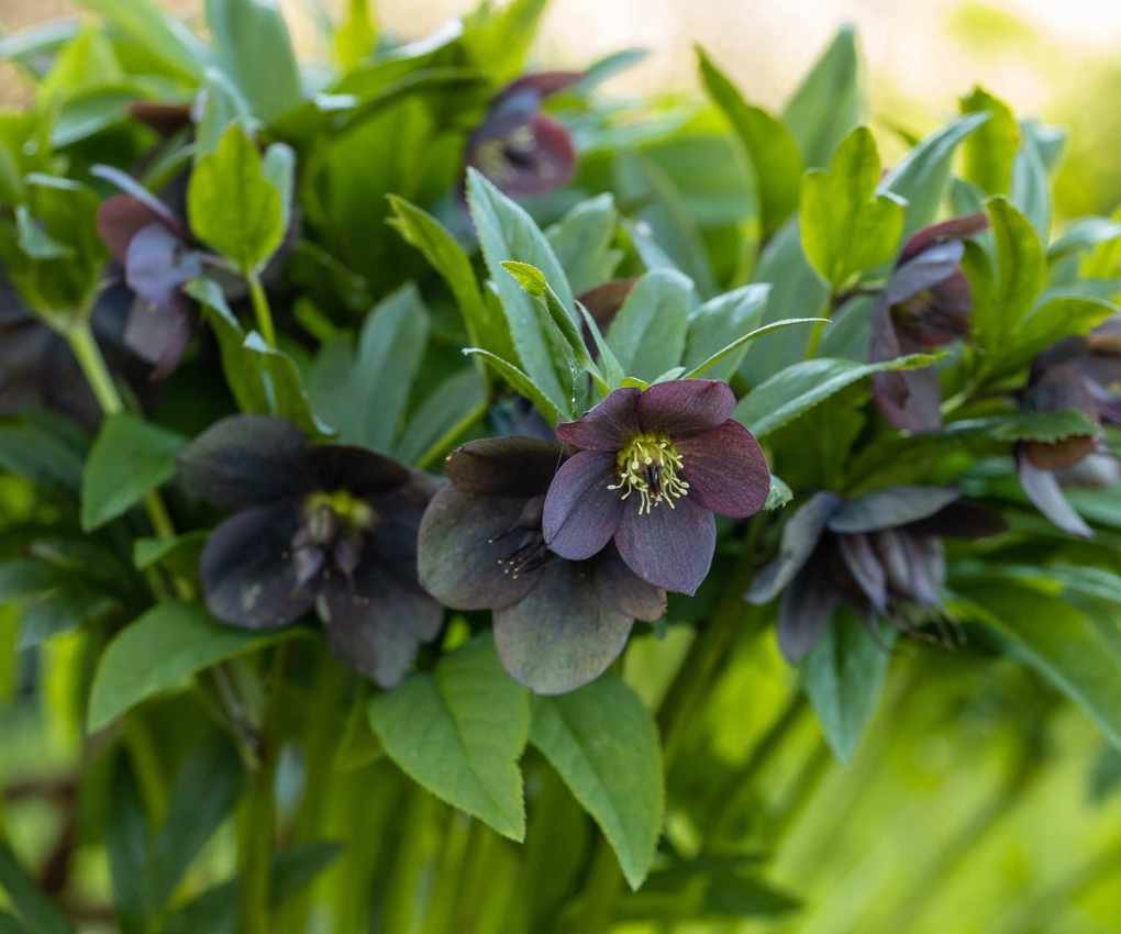 Dark hellebore flowers with foliage