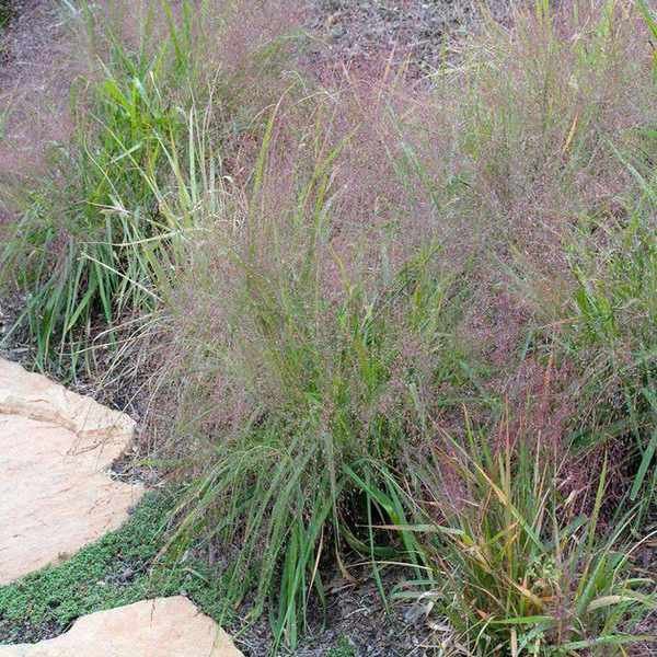Purple love grass (Eragrostis spectabilis)