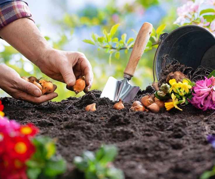 Planting spring bulbs in the garden
