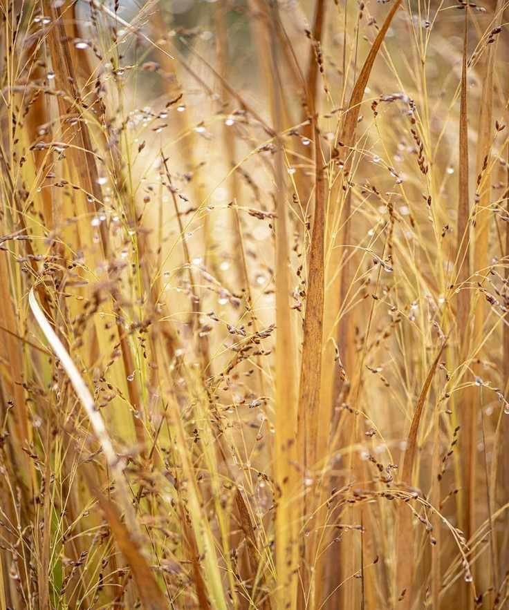 Switch grass for screening