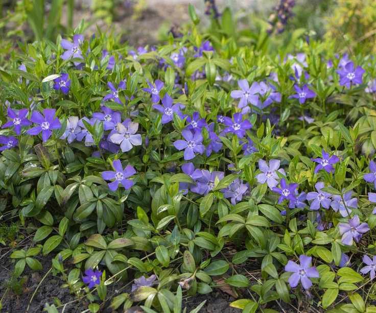 Vinca minor lesser periwinkle ornamental flowers in bloom,
