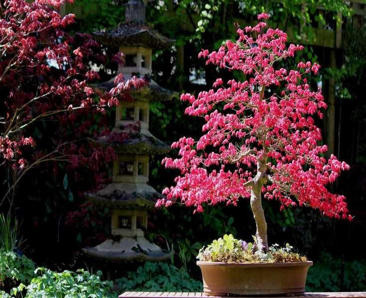 Growing Japanese Maple Bonsai Trees for Stunning Miniature Gardens