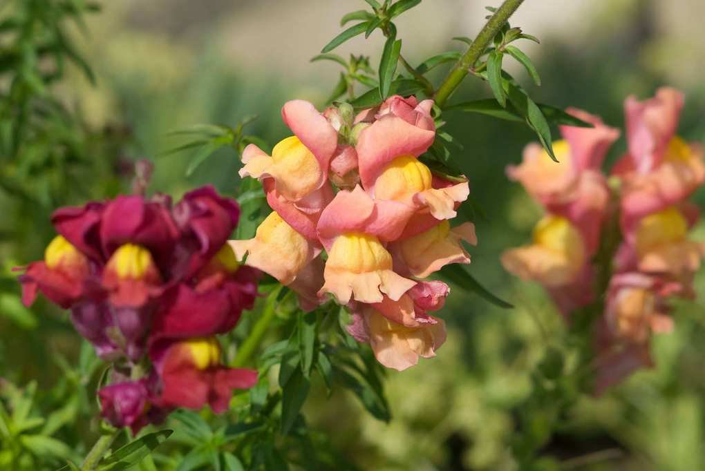 A Complete Guide to Growing Vibrant Snapdragons in Your Garden