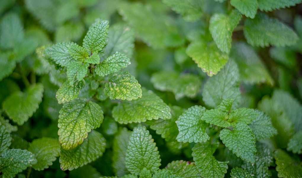 Growing Lemon Balm: A Guide for Flavorful Leaves in Your Kitchen