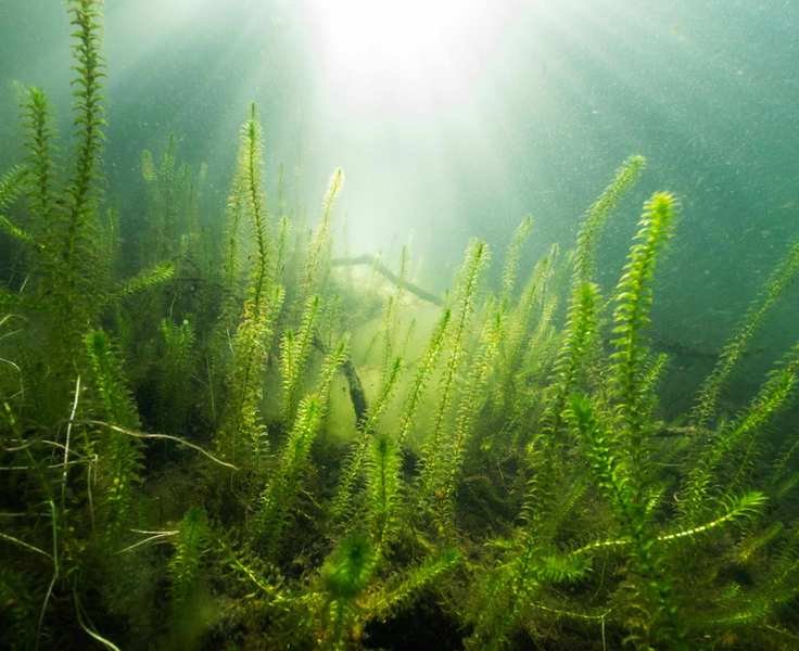 pond plant water weed